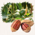 top grade low prices pecan nuts for sale